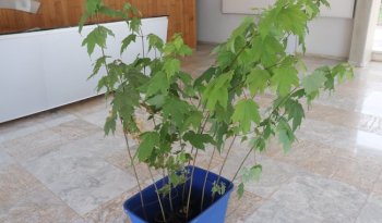 Recibe INIFAP 10 ejemplares de Acer binzayedii para conservación ex situ