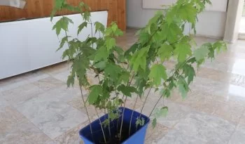 Recibe INIFAP 10 ejemplares de Acer binzayedii para conservación ex situ