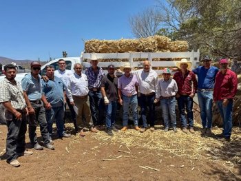 Gobierno de BCS entrega 300 pacas de forraje a ganaderos de Mulegé por estiaje