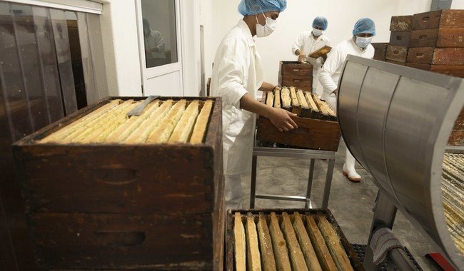 México alcanza récord de producción de miel en 2025 con 60 mil toneladas