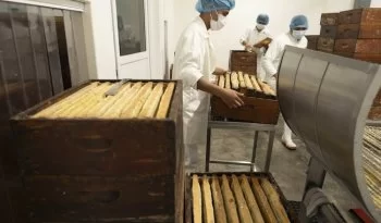 México alcanza récord de producción de miel en 2025 con 60 mil toneladas