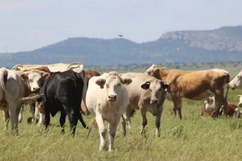 SDR abre crédito emergente para engorda de ganado en Chihuahua