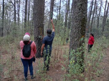 Gobierno y comunidad monitorean La Malinche para protegerla del insecto descortezador