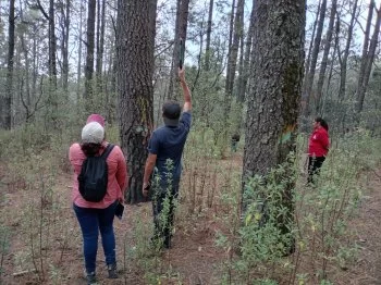 Gobierno y comunidad monitorean La Malinche para protegerla del insecto descortezador