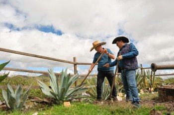 Guanajuato suma cuatro nuevos municipios a la Denominación de Origen Mezcal