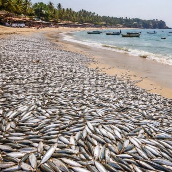 Miles de sardinas llegan a la playa principal de Puerto Escondido; sorprenden a turistas y pescadores