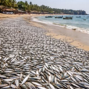 Miles de sardinas llegan a la playa principal de Puerto Escondido; sorprenden a turistas y pescadores