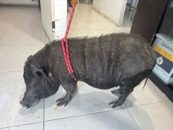Rescatan a cuatro animales en situación de abandono en Nuevo León