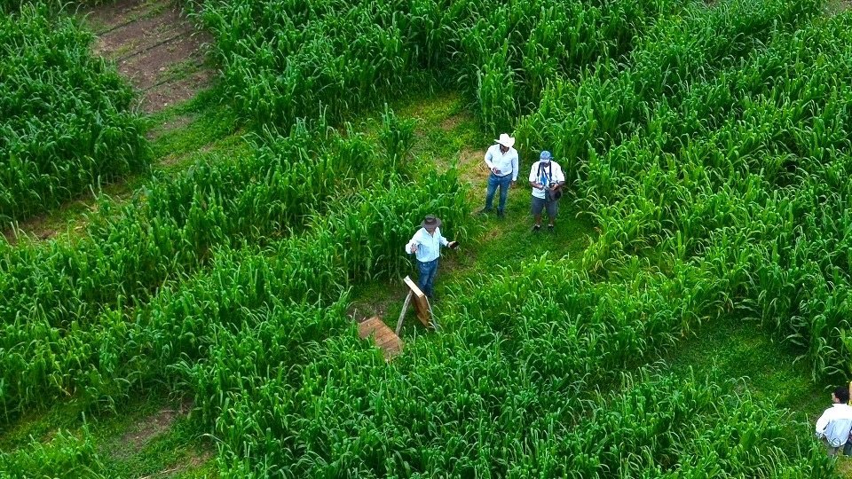 Huimilpan inaugura el laberinto de maíz más grande del Bajío, impulsado por el Gobierno del Estado