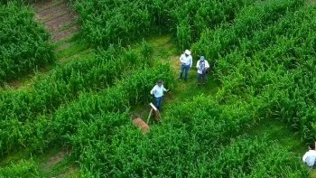Huimilpan inaugura el laberinto de maíz más grande del Bajío, impulsado por el Gobierno del Estado