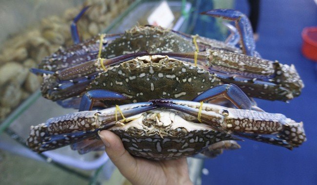 Conapesca establece veda para el cangrejo azul del 1 de julio al 15 de septiembre en el Golfo de México