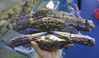 Conapesca establece veda para el cangrejo azul del 1 de julio al 15 de septiembre en el Golfo de México