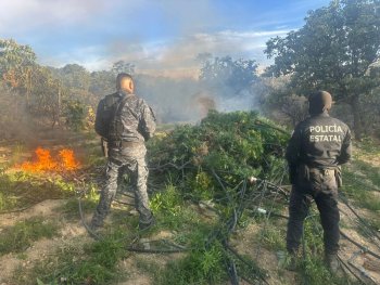 Desmantelan campamentos y plantíos de marihuana en Florencia, Zacatecas