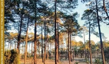 Estudios científicos abordan la conservación y manejo de especies forestales en México y Perú