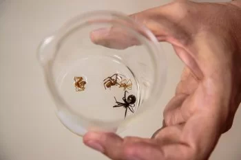 Guanajuato reporta solo 5 casos de dengue en 2026, todos recuperados