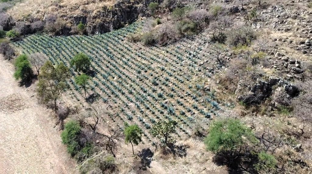 PAOT advierte: desmonte en Áreas Naturales Protegidas es infracción grave