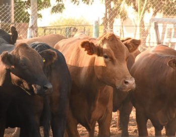BCS avanza hacia ser zona libre de garrapata boophilus con inversión de 1.8 mdp