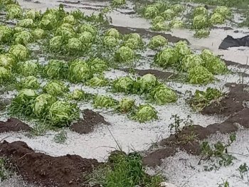 Gobierno de Puebla indemnizará a productores por granizada en 5 municipios