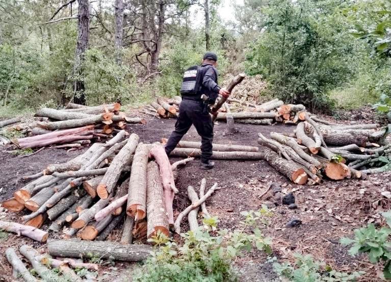 SSP destruye 11 hornos clandestinos para madera en San Nicolás de los Ranchos