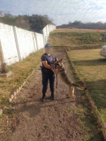 Se gradúan 10 perros policía en Guanajuato; pasan de compañeros de trabajo a familia