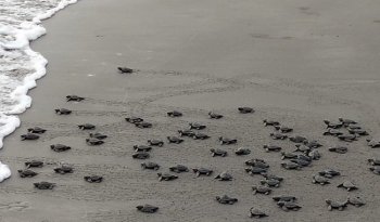Temporada de anidación de tortugas marinas avanza favorablemente en Veracruz