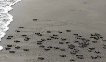 Temporada de anidación de tortugas marinas avanza favorablemente en Veracruz
