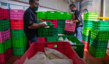 Leche para el Bienestar llega a 7.5 millones de beneficiarios; litro a 4.50 pesos en 552 municipios