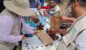 INIFAP capacita a productores de Campeche en selección de plantas madre de achiote