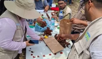 INIFAP capacita a productores de Campeche en selección de plantas madre de achiote