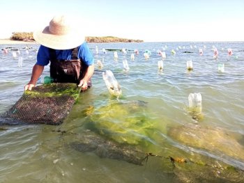 Baja California Sur invertirá 6.2 mdp en sanidad acuícola durante 2026