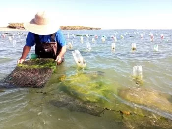 Baja California Sur invertirá 6.2 mdp en sanidad acuícola durante 2026