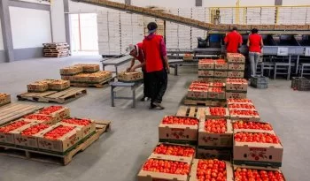 Acuerdo nacional logra reducir 17% el precio del jitomate; Profeco reporta baja a 47.68 pesos por kilo