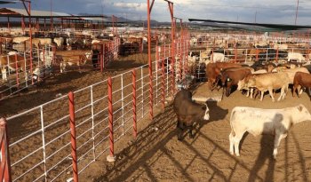 México suspende importación de animales vivos desde EU por gusano barrenador