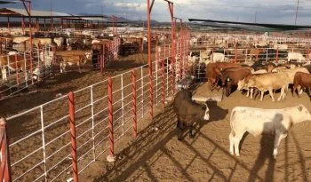 México suspende importación de animales vivos desde EU por gusano barrenador