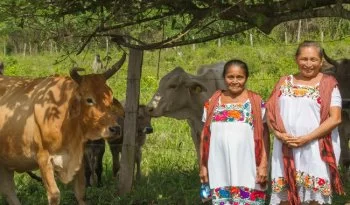 Ganadería para el Bienestar: apoyos de hasta 37 mil pesos para productores de Campeche