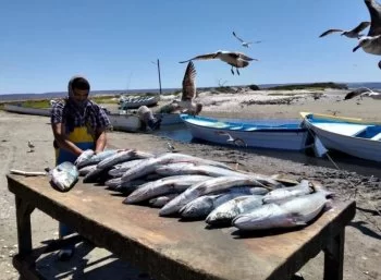 SEPADA lanza Seguro de Vida Pesquero y Acuícola 2026 en Baja California Sur