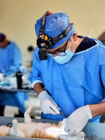 Secretaría de Salud realizará esterilización gratuita para mascotas en Celaya