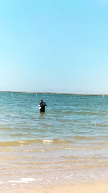 COEPRIS confirma florecimiento algal no tóxico en bahía de La Paz; descarta riesgos