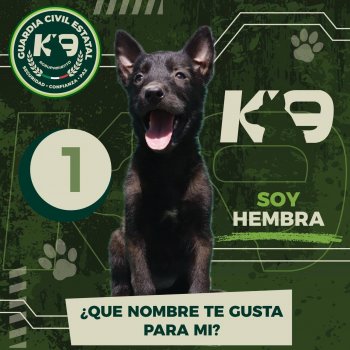 Potosinos podrán elegir nombres de nuevos perros de la Guardia Civil Estatal