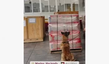 Aseguran más de 1.8 toneladas de corteza de tepezcohuite en aduana de México con destino a Países Bajos