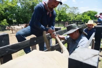 Gobierno de Quintana Roo entrega apoyo histórico en mejora genética de ganado