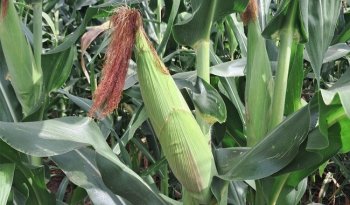 INIFAP desarrolla variedades de maíz para elevar producción en Península de Yucatán
