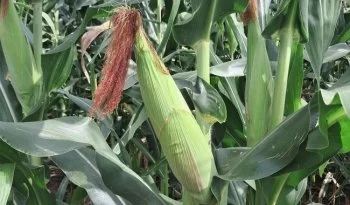 INIFAP desarrolla variedades de maíz para elevar producción en Península de Yucatán