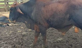 Resistencia a ixodicidas amenaza el control de garrapatas en Yucatán