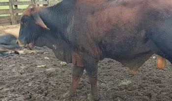 Resistencia a ixodicidas amenaza el control de garrapatas en Yucatán