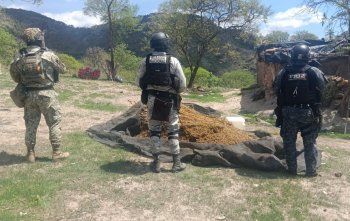 Aseguran seis vehículos, un arma larga y destruyen 300 kilos de marihuana en Zacatecas