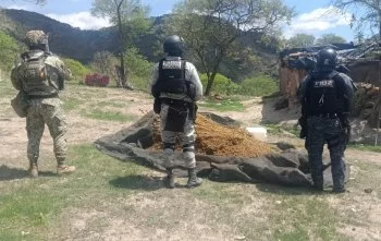 Aseguran seis vehículos, un arma larga y destruyen 300 kilos de marihuana en Zacatecas