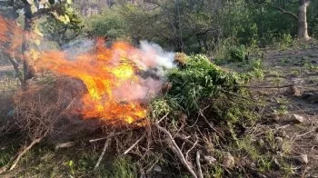 Aseguran y destruyen más de 1.3 toneladas de marihuana en Florencia de Benito Juárez, Zacatecas