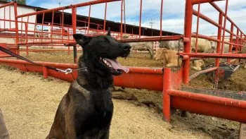 Capacitan a médicos veterinarios para operar binomios caninos contra Gusano Barrenador en Chihuahua