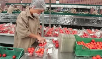 Jitomate saladet baja de 20 pesos en centrales de abasto tras acuerdo nacional